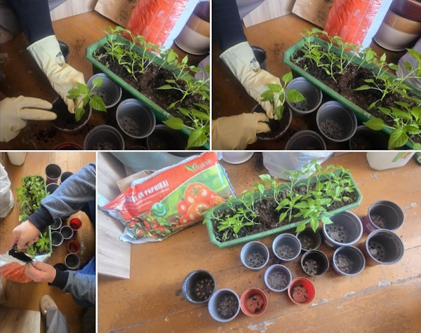 Sodinami įvairūs augalai